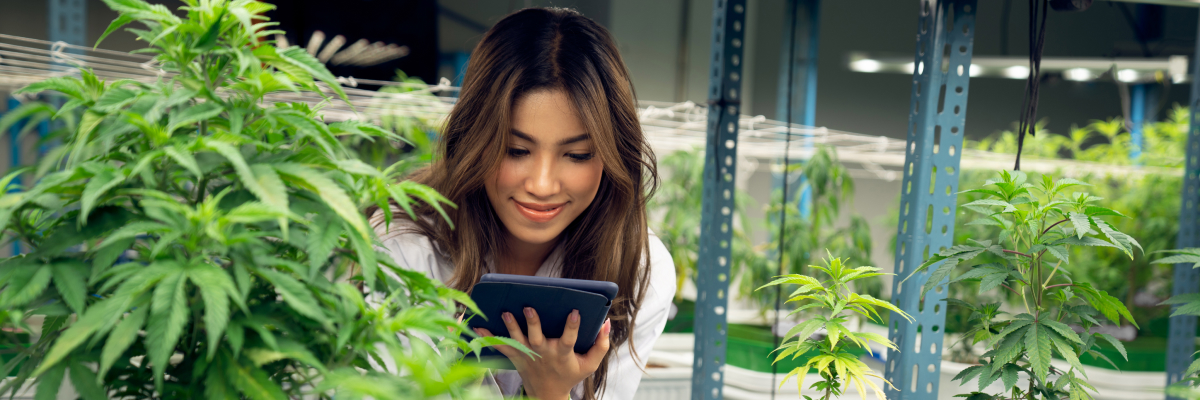 Cannabis in the Workplace